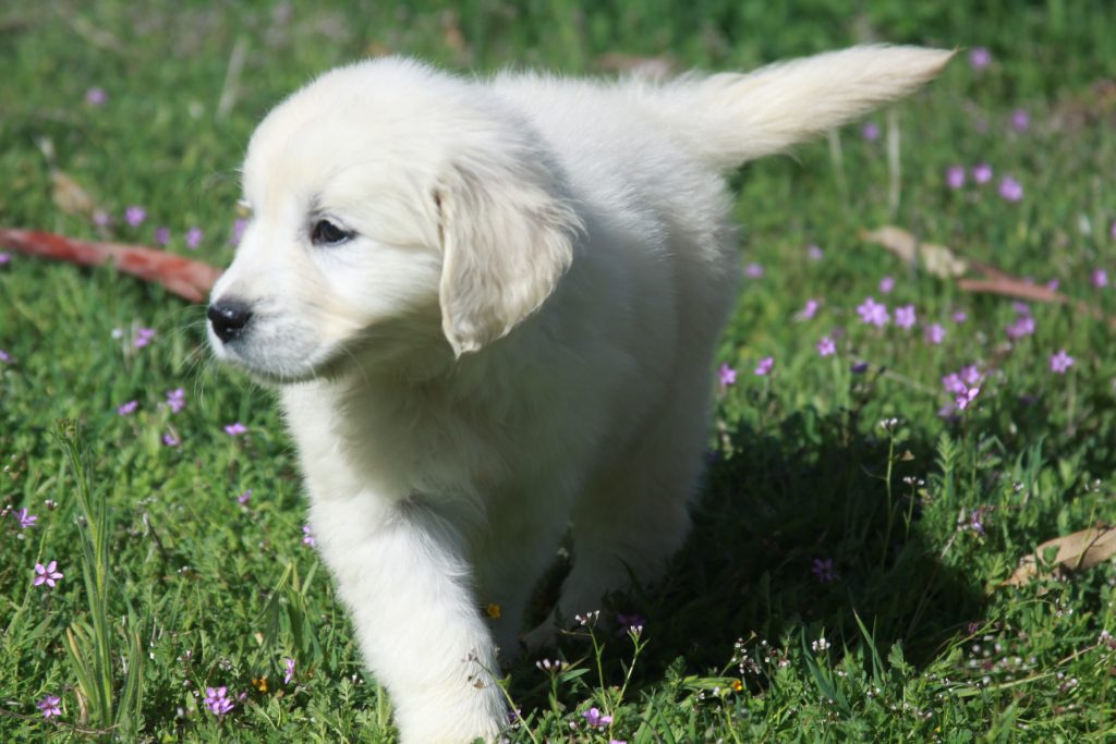 white golden retriever puppy