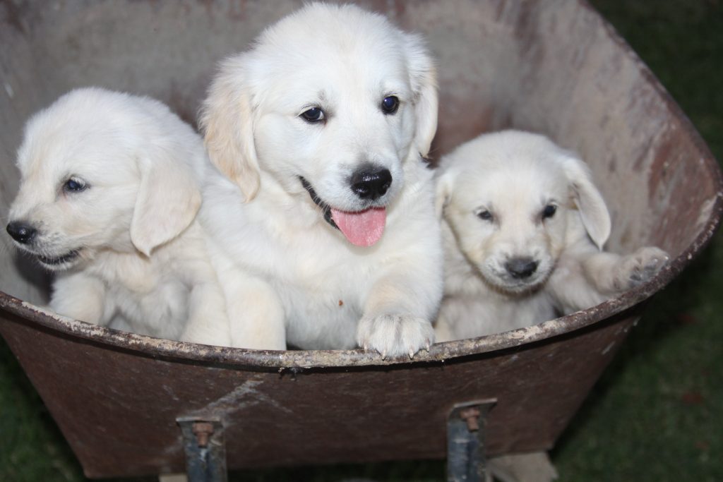 3 cute puppies