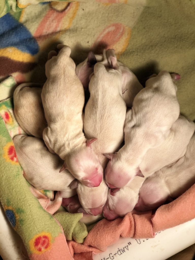 new born puppies