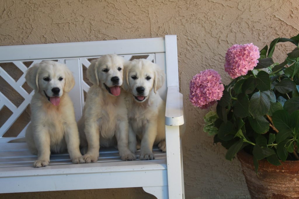 3 golden retriever puppies