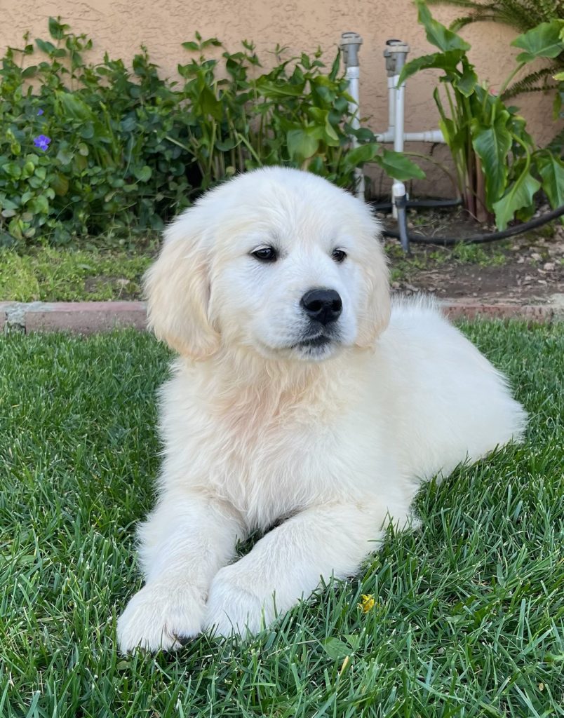 golden retriever puppies for sale in california